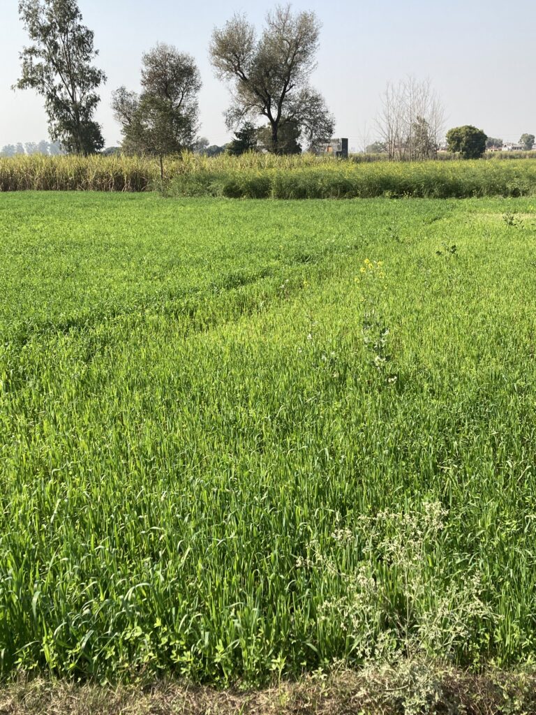 Shree Bhaskar Organics Farm Meerut