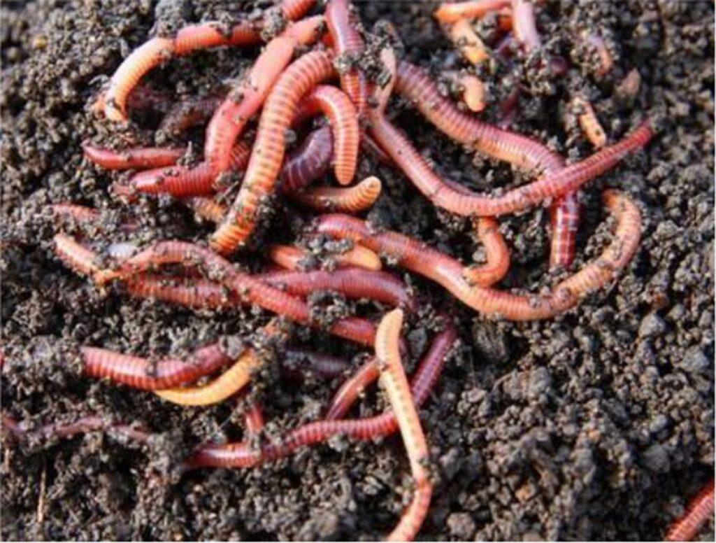 Shree Bhaskar Organics, Best Vermicompost Farm in Meerut UP