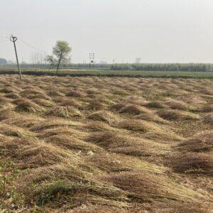 Shri Bhaskar Organics, Best Vermicompost Farm in Meerut UP