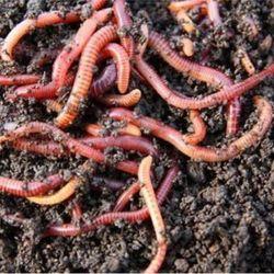 Shri Bhaskar Organics, Best Vermicompost Farm in Meerut UP