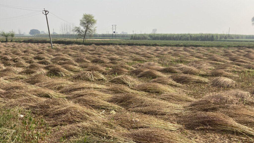 Best Vermicompost Supplier In Meerut - Shri Bhaskar Organics