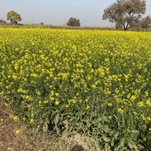 Shri Bhaskar Organics, Best Vermicompost Farm in Meerut UP
